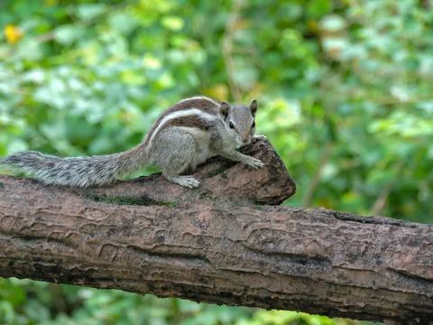 Closeup Wild Palm Squirrel in a Lush Green Forest 스톡 사진