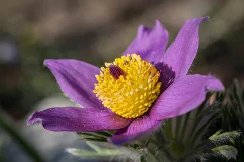 Closeup of a wild pasque flower in springtime Stock Photos