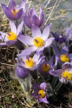 Closeup of a wild pasque flower in springtime Stock Photos
