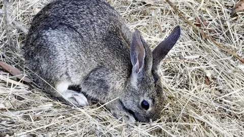 Closeup of wild rabbit twitching its nose Stock Footage 322552575