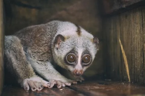Closeup wild slow loris monkey Stock Photos