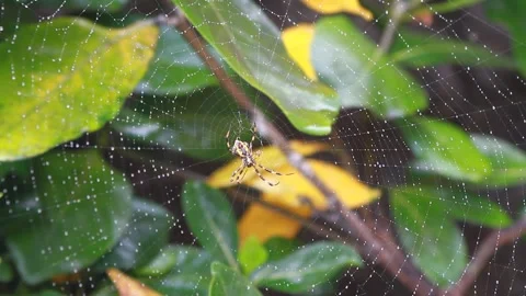 Closeup of wild spider on web Stock Footage 320517522
