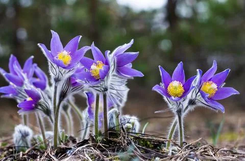 Closeup wild spring purple flowers Pulsatilla Patens. Stock Photos