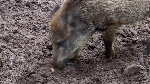 Closeup of a wild swine rooting the sand for food, typical animal behavior Stock Footage 114493997