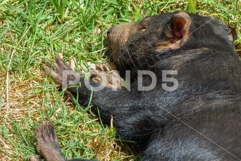 Closeup of a wild tasmanian devil sleeping on the grass. Stock Photos