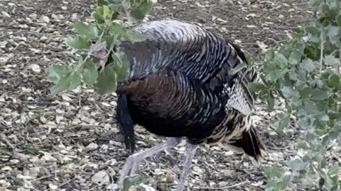Closeup of a wild turkey walking under a tree Stock Footage 315462871