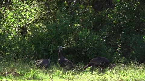 Closeup Wild Turkeys Looking Around Forest Background Stock-Footage 219476445