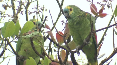 Closeup Wild Turquoise-fronted Amazon Parrot Pair Parrots Perched in Jungle 스톡 동영상 133962788