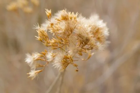 Closeup of Wild Wheat Stock Photos
