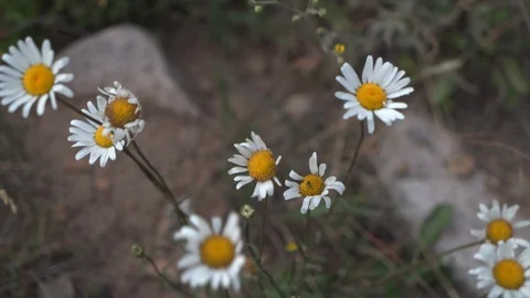 Closeup of wildflowers in breeze Stock Footage 125801740