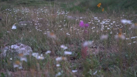 Closeup of wildflowers in meadow Stock Footage 125801435