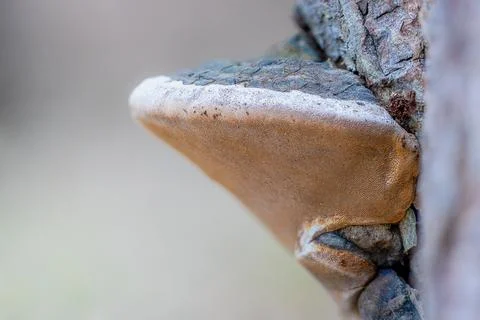 Closeup of a willow bracket into the wild Stock Photos