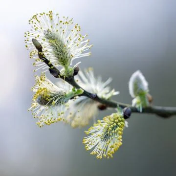 Closeup of willow catkins in spring Stock Photos