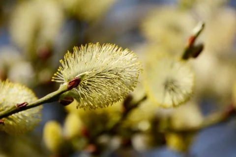 Closeup of a willow tree catkin Stock Photos