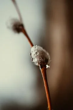 Closeup of willow twigs with dew. Small depth of field. Stock Photos