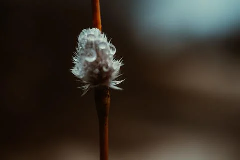 Closeup of willow twigs with dew. Small depth of field. Stock Photos
