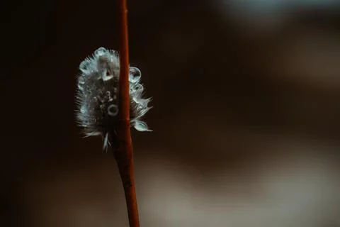 Closeup of willow twigs with dew. Small depth of field. Stock Photos