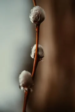Closeup of willow twigs with dew. Small depth of field. Stock Photos