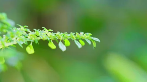 Closeup wind blown leaves on blurred nature green background Stock Footage 244837666