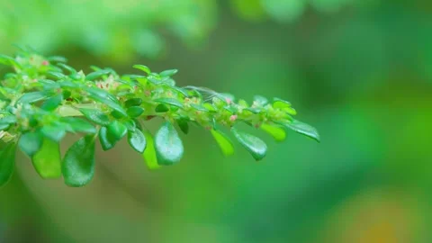 Closeup wind blown leaves on blurred nature green background Stock Footage 244837669