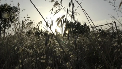 Closeup wind blows through wild grass trembling at sunlight Video stock 103299422