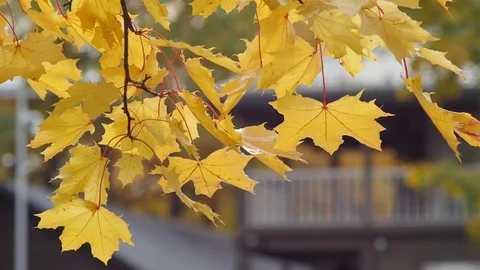 Closeup of wind plays with a yellow maple leaves, Full HD footage Video stock 71345014
