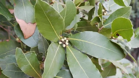 Closeup wind shakes branches with green leaves Stock Footage 172259525