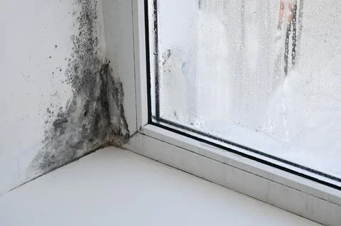 Closeup of window corner covered with mold, showing clear signs of moisture.. Stock Photos