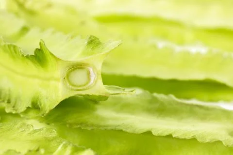 Closeup winged bean. Stock Photos