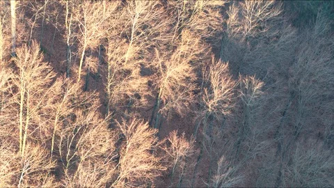 Closeup on a winter forest Stock Footage 101486891