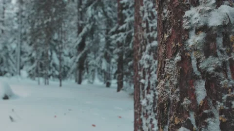 Closeup Winter Tree Stockbeeldmateriaal 200830932