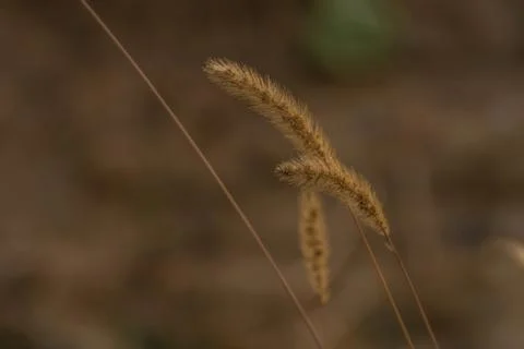Closeup of winter wheat Stock Photos