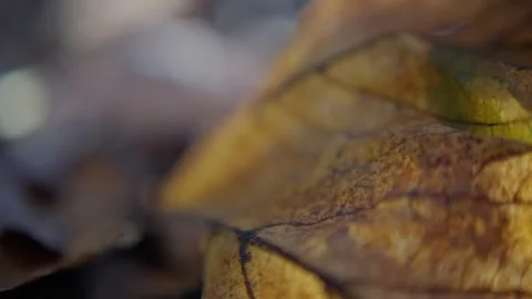 Closeup of withering leaf in nature, slowmotion shot highlighting aging yellow Stock Footage 321406387