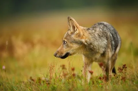 Closeup wolf looking left in yellow grass Stock Photos