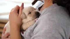 Cute labrador online videos