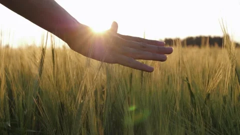 Closeup Of Woman Hand Gently Touching Ears Of Wheat Grain Crops Sunset In Field Stock Footage