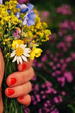 Closeup of a Woman hand with red nail polish holding a bouquet of wild flowers Stock Photos