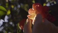 Closeup Of Woman Hand Touching Beautiful Pink Flower, Smells It Stock Footage