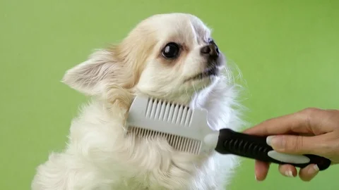 Closeup of woman's hand combing dog Chihuahua comb isolated on green background Stock Footage 125882944