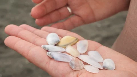 Closeup of woman's hand holding seashells on the sandy beach Stock-Footage 301916557