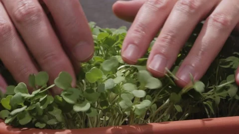 Closeup of woman's hand pulled from the soil, small green shoots of arugula Stock Footage 134636077