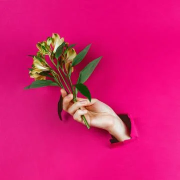 Closeup of woman's hand through torn holding yellow alstromerias, selective f Stock Photos