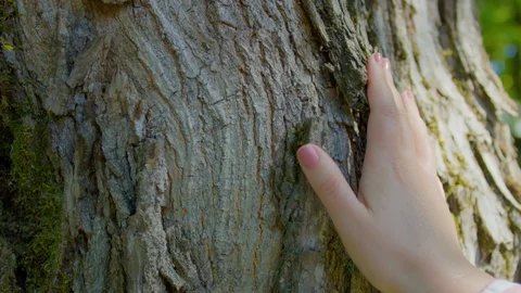Closeup Of Woman's Hand Touching Bark Of Large Tree In Awe Of Nature Stock-Footage 129411471