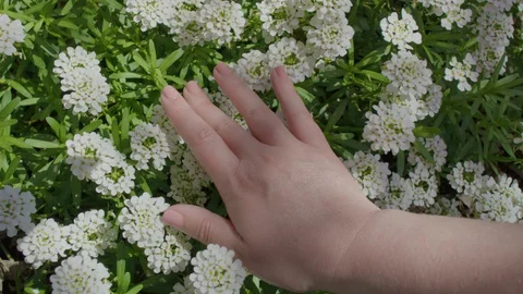 Closeup Of Woman's Hand Touching Beautiful White Flowers In Garden Stock-Footage 129410391