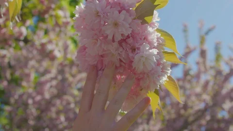 Closeup Of Woman's Hand Touching Cherry Blossoms, Slow Motion Stock-Footage 129483950
