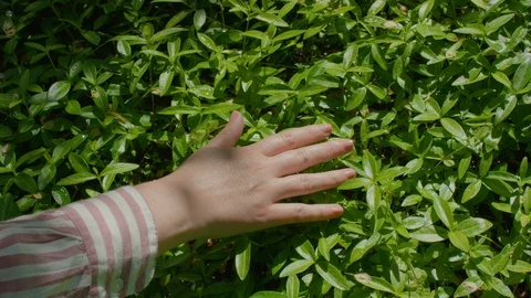 Closeup Of Woman's Hand Touching Greenery In Garden On Sunny Day Stock-Footage 129411948