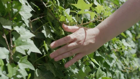 Closeup Of Woman's Hand Touching Ivy While Walking On Sunny Day Stock-Footage 129409926
