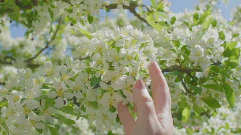 Closeup Of Woman's Hand Touching White Blossoms, She Plucks A Flower Stock-Footage 129411654
