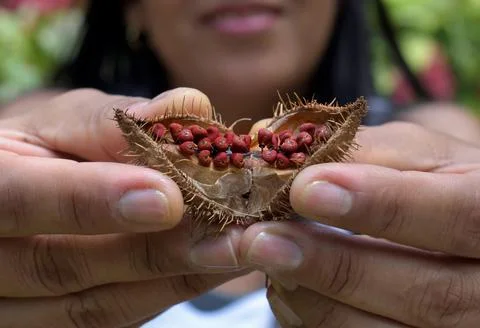 A closeup of a woman's hands showing an onoto, or achiote, fruit. You see the Stock Photos