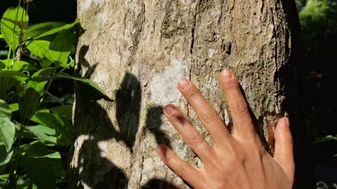 Closeup of a woman's hands touching the trunk of a tree in the middle of th.. Stock Footage 236654652